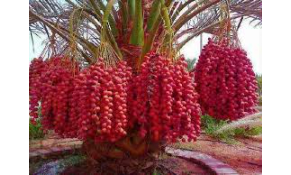 Joolies Medjool Dates: The Secret Ingredient to Elevate Your Recipes