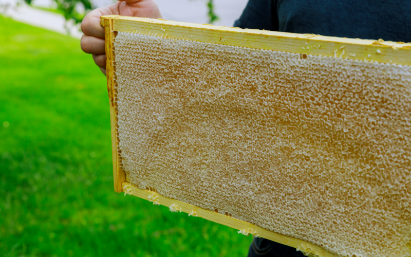 The Journey of Maddest Mad Honey: Meet the Makers and Discover the Craftsmanship Behind the Beloved Jars